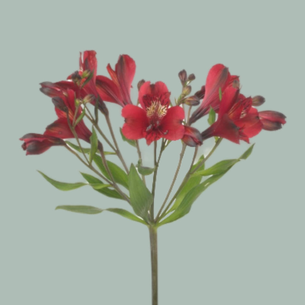 Alstroemeria Noize