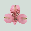 Alstroemeria Pink Floyd