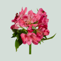 Alstroemeria Rome (10 Stems)