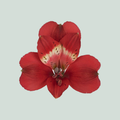 Alstroemeria Rumba