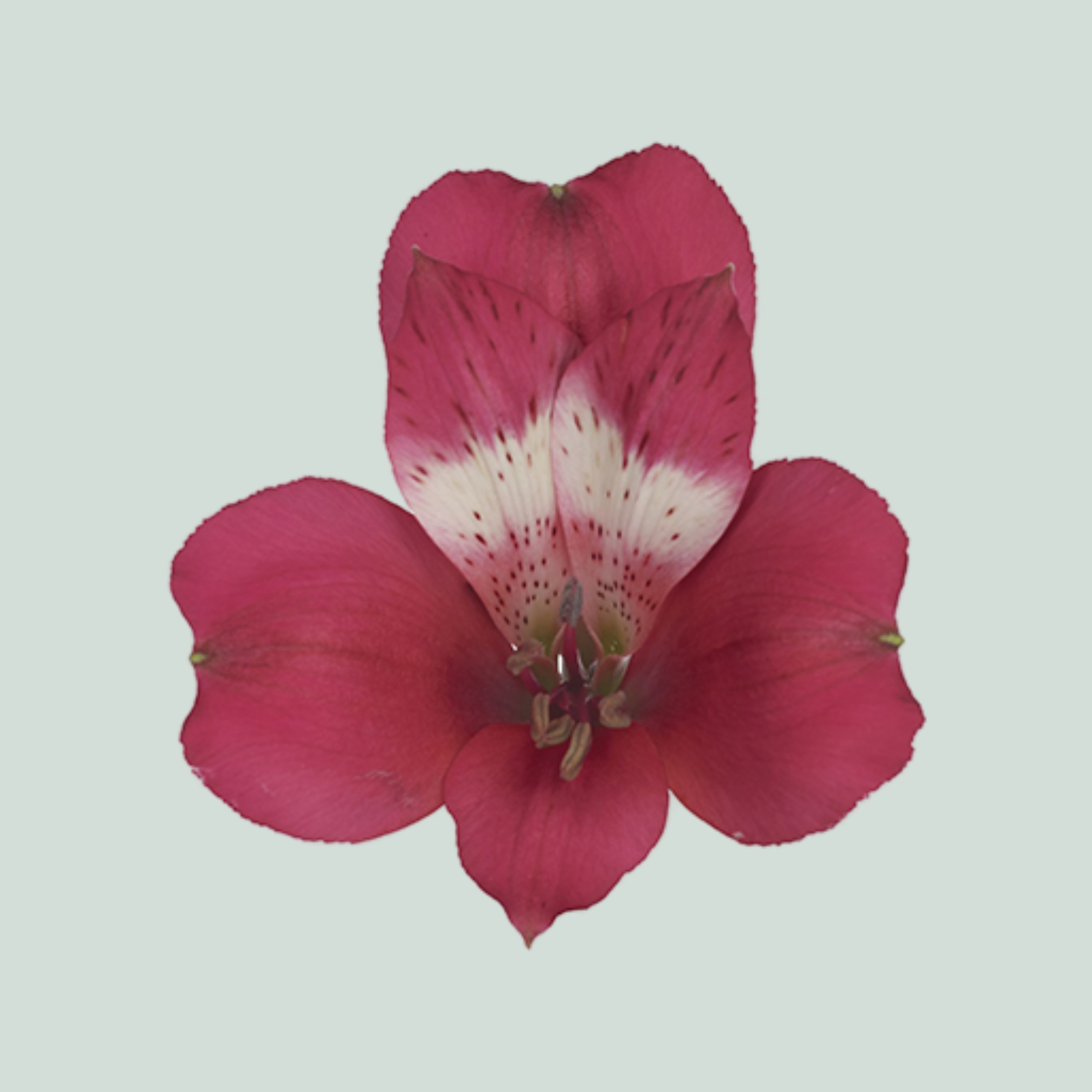 Alstroemeria Tara (10 Stems)