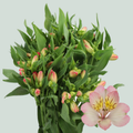 Alstroemeria True Dream