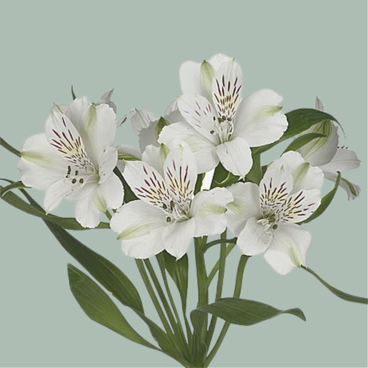 Alstroemeria Mixed