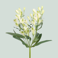 Alstroemeria White Pearls