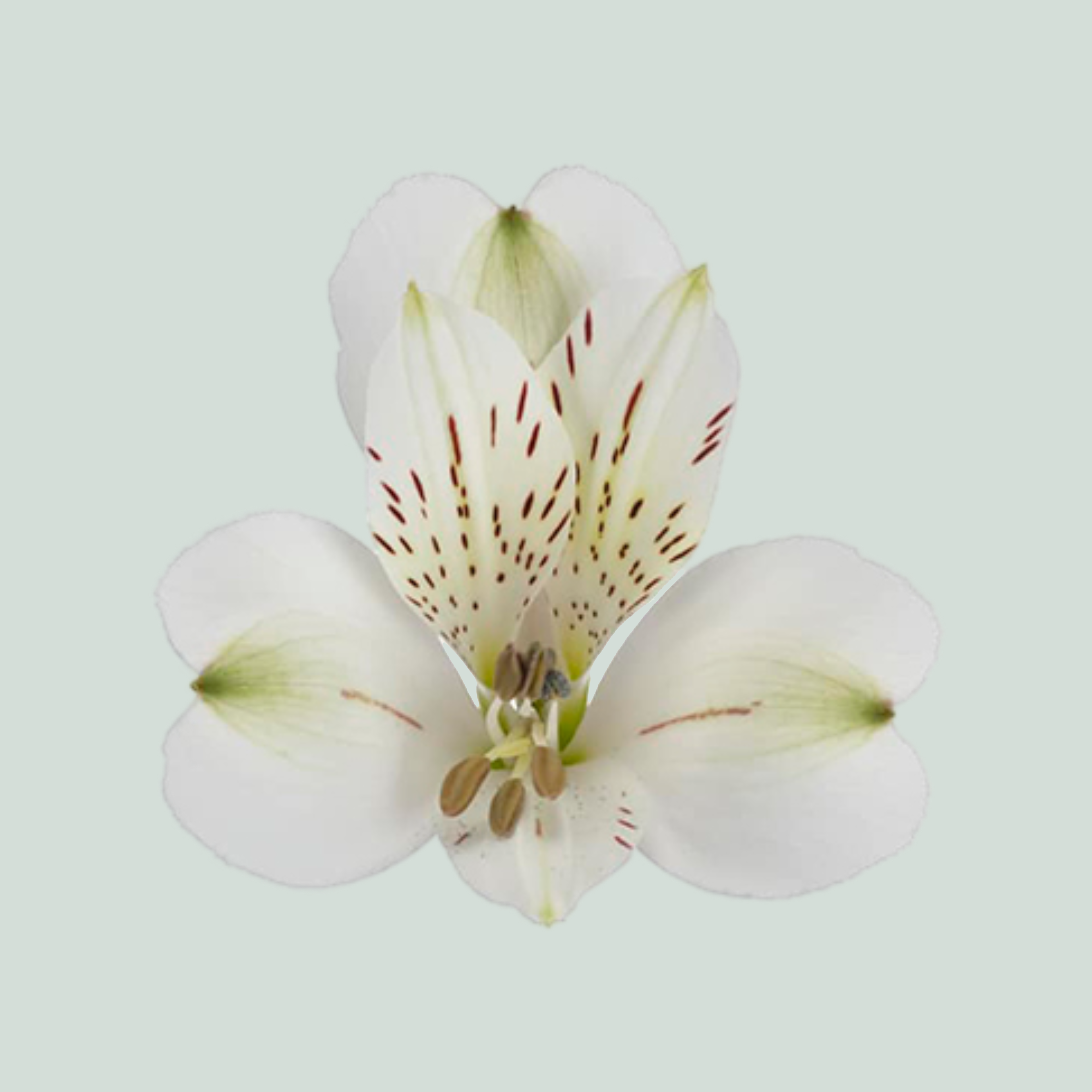 Alstroemeria White Swan