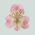 Alstroemeria Wonder Sweet