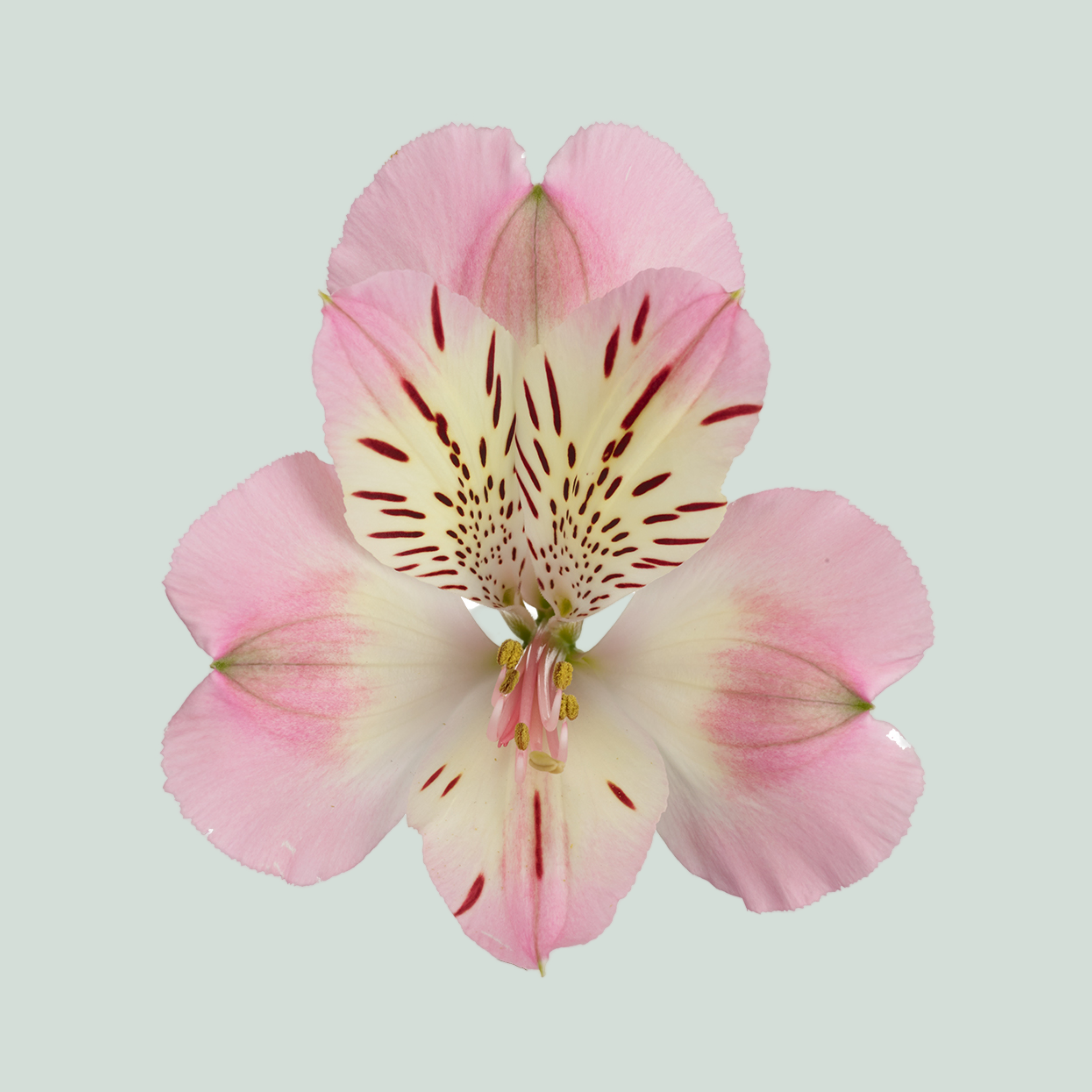 Alstroemeria Wonder Sweet