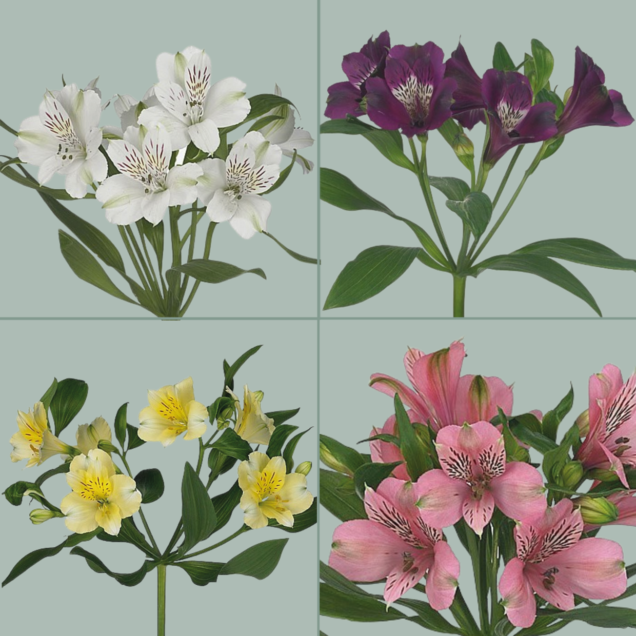 Alstroemeria Mixed