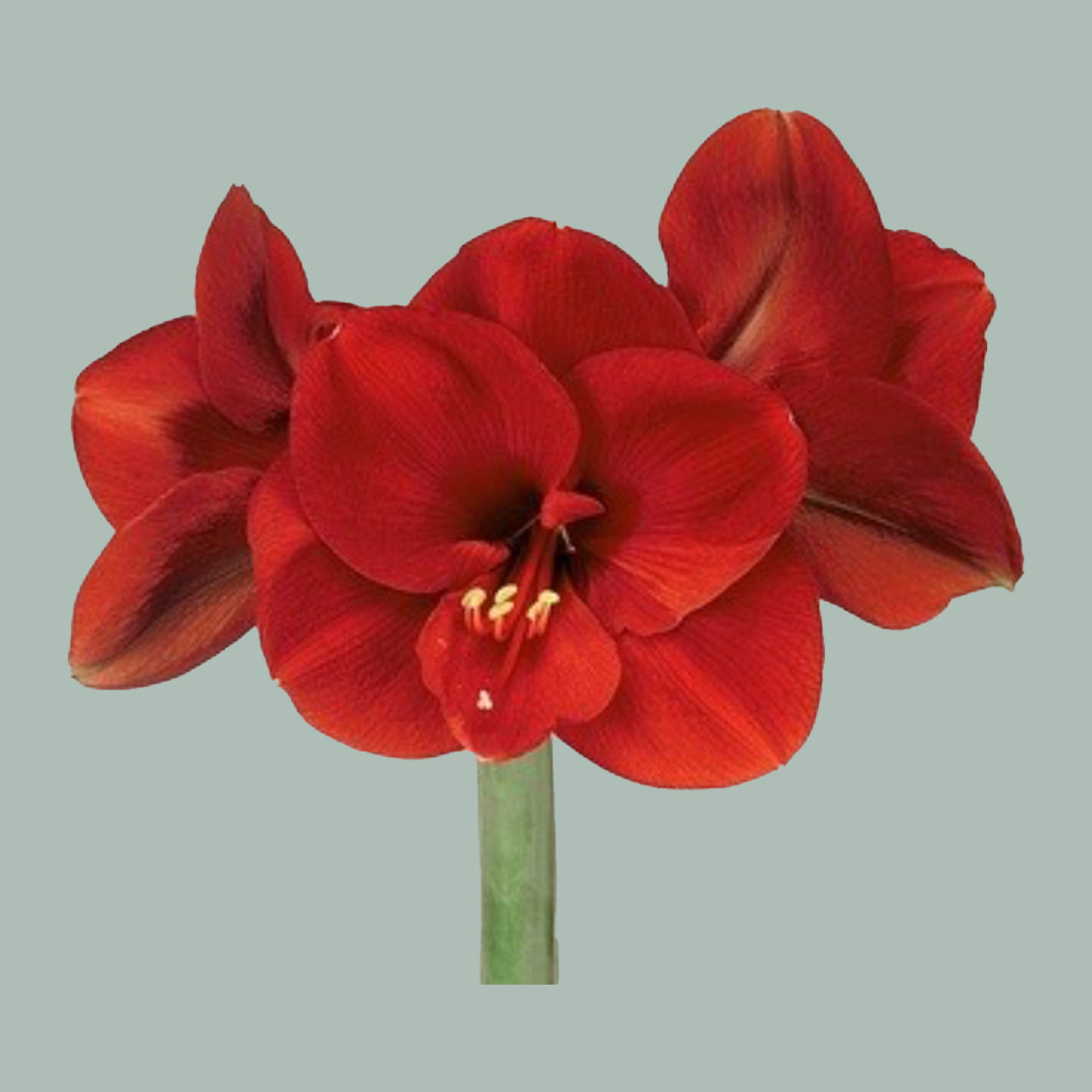Amaryllis Ferrari