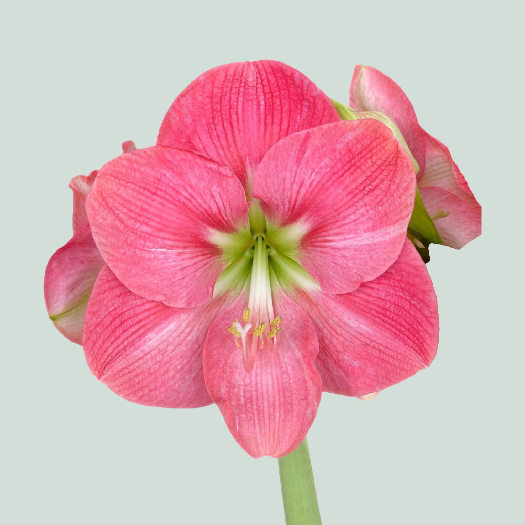 Amaryllis Hercules