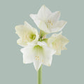 Amaryllis Mont Blanc