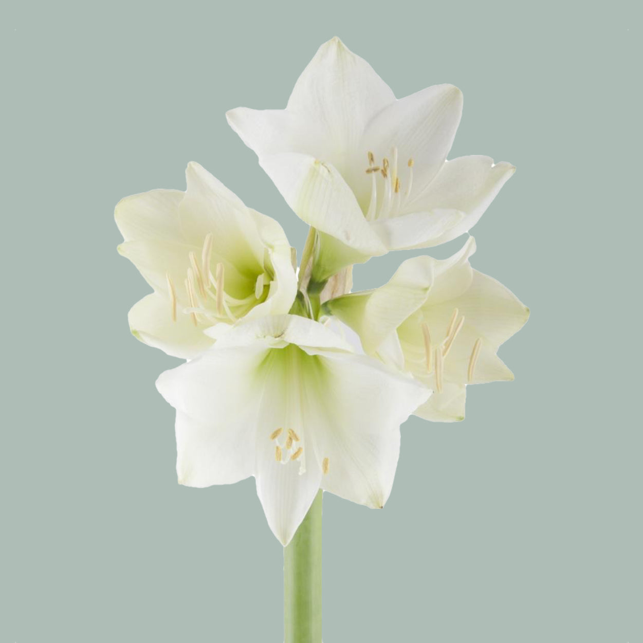 Amaryllis Mont Blanc