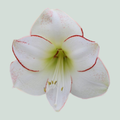 Amaryllis Picasso