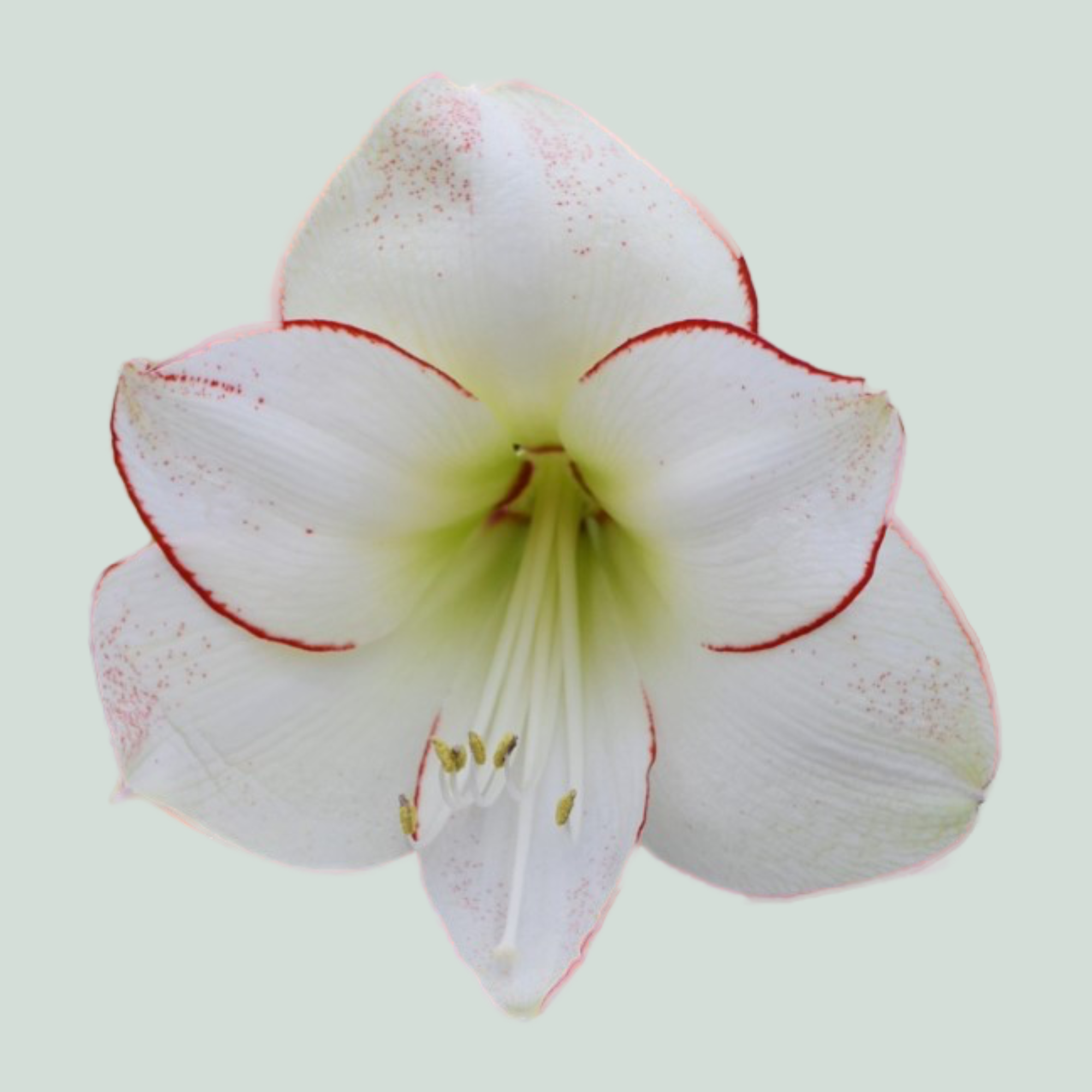 Amaryllis Picasso
