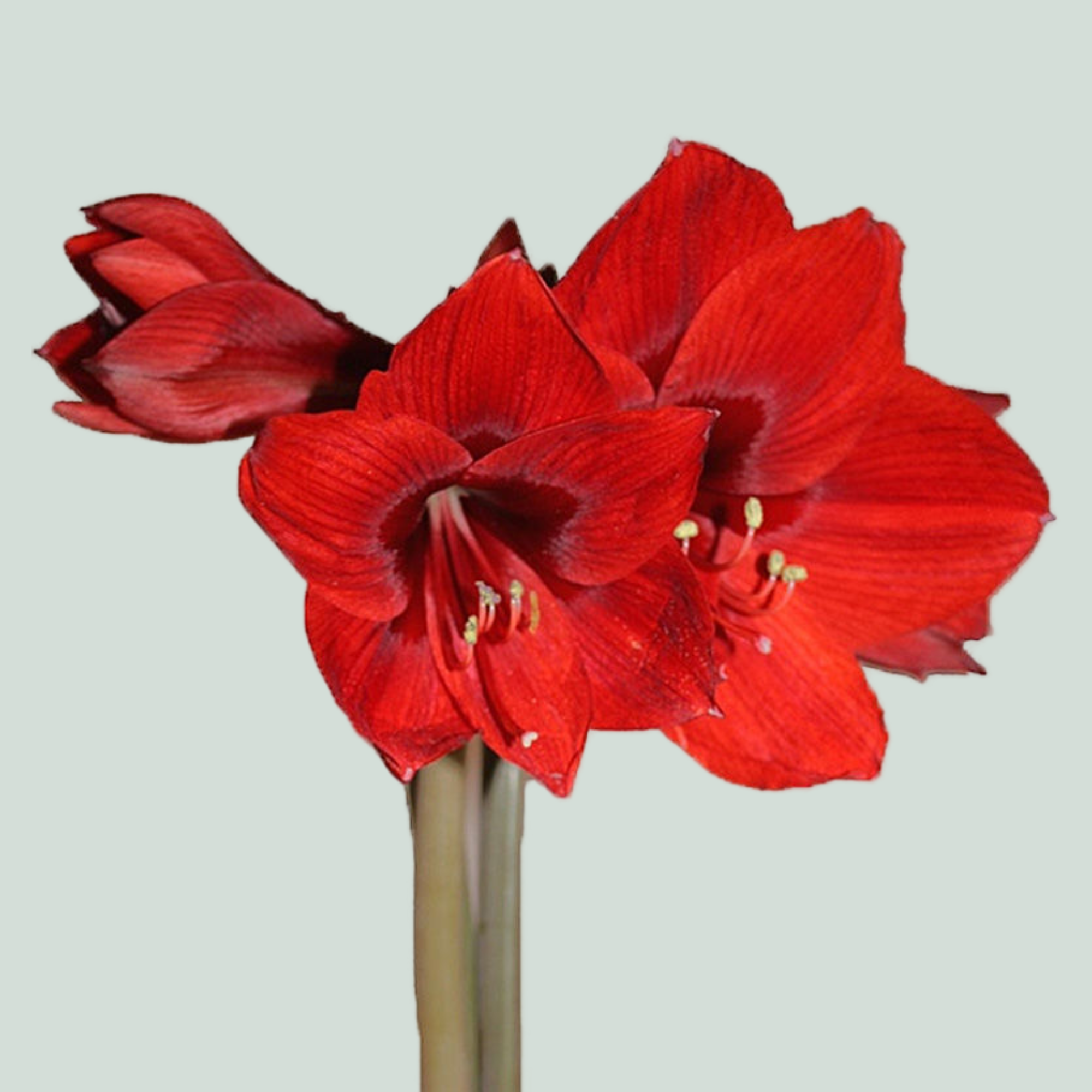 Amaryllis Rapido
