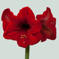 Amaryllis Red Lion