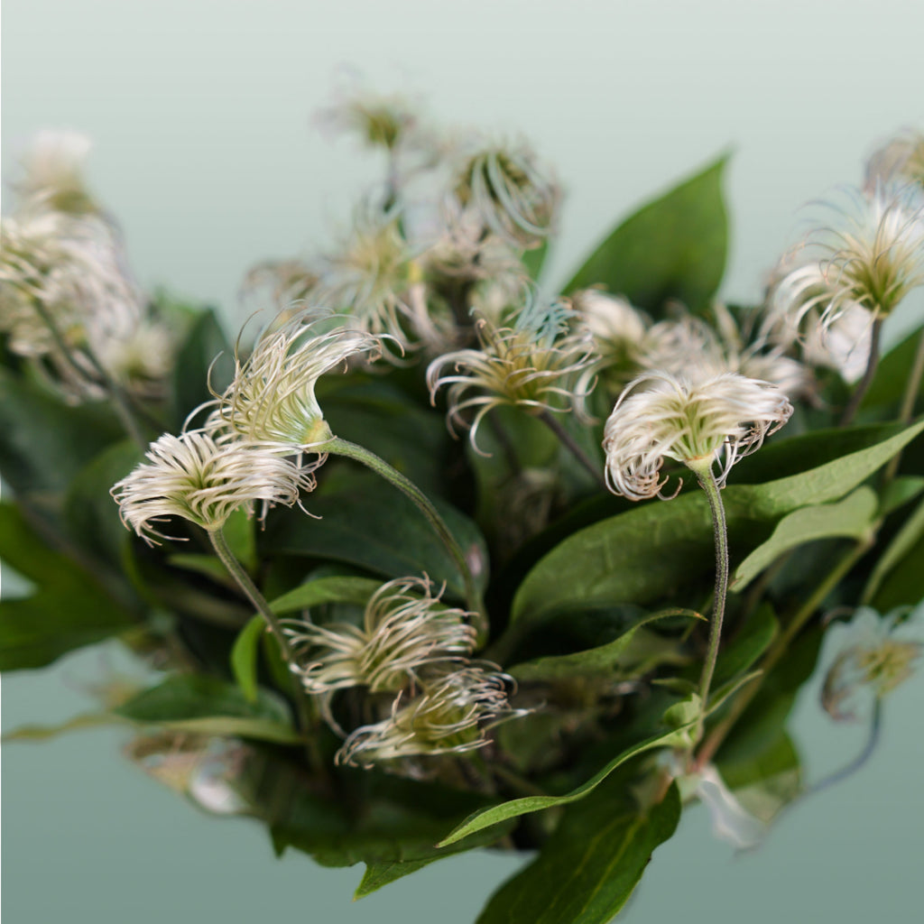 White Clematis ‘Amazing Kibo’ Cut Flowers – 60cm, 10 Stems
