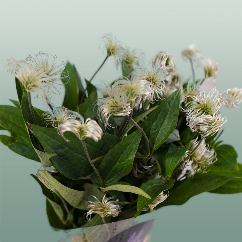 White Clematis ‘Amazing Kibo’ Cut Flowers – 60cm, 10 Stems