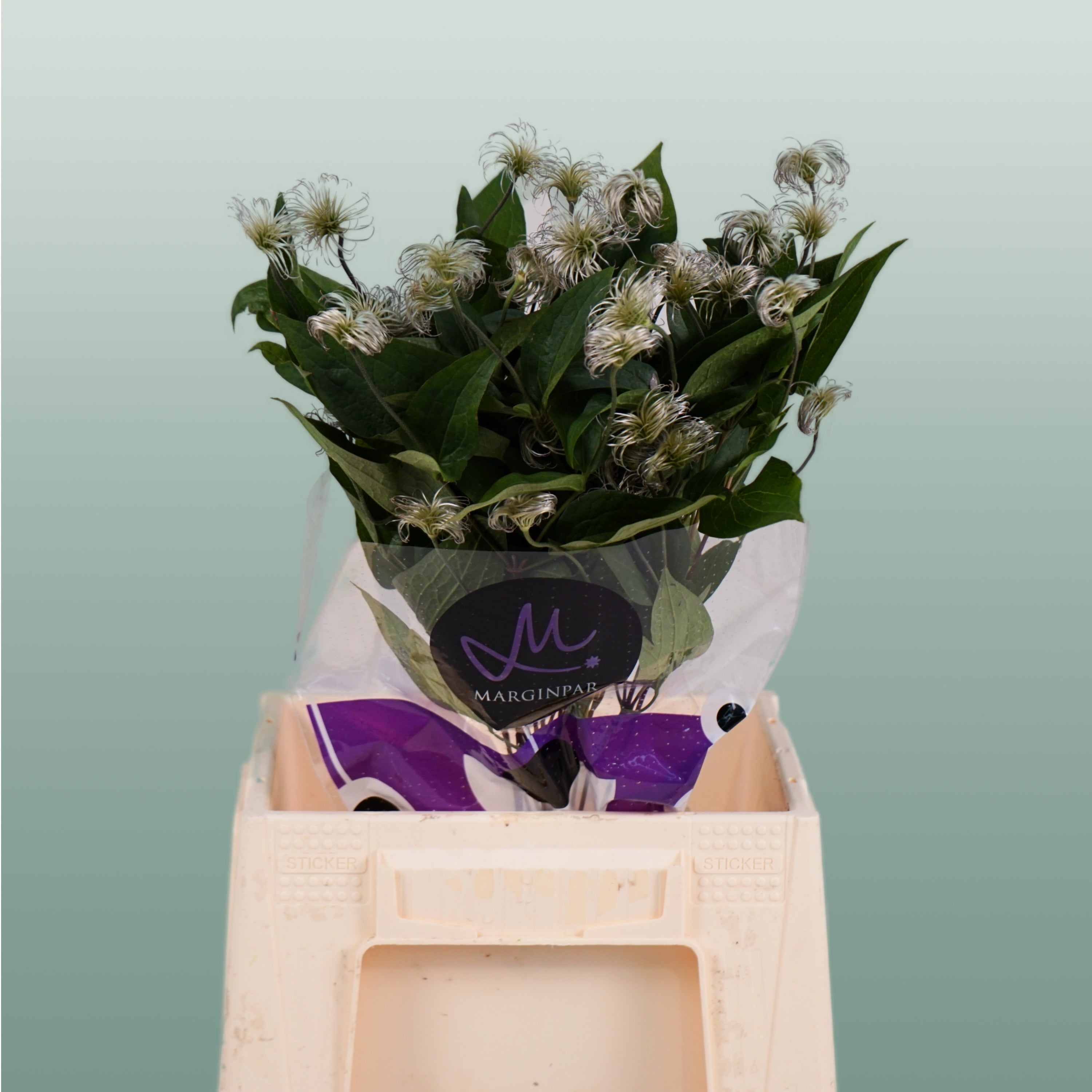 White Clematis ‘Amazing Kibo’ Cut Flowers – 60cm, 10 Stems