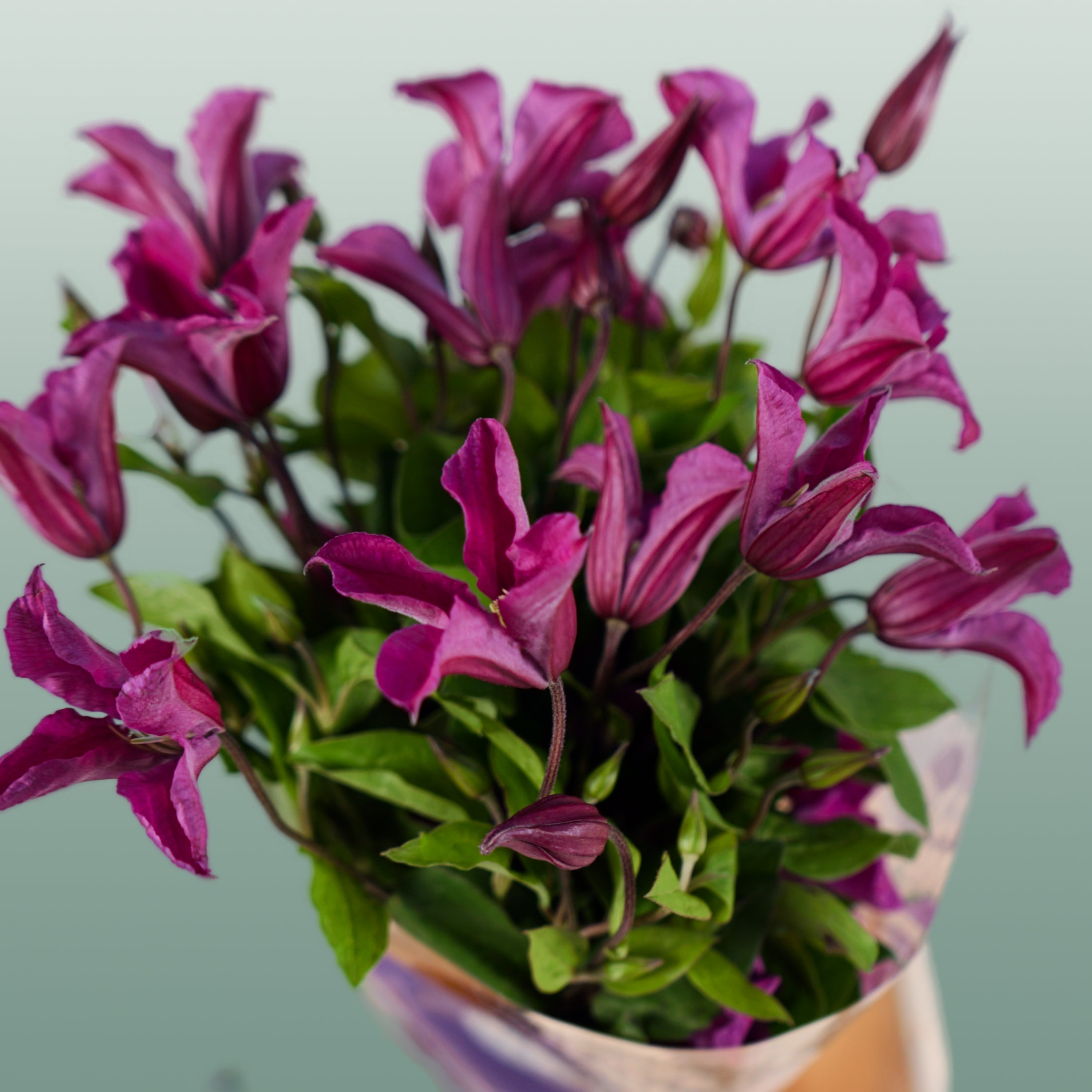 Pink Clematis ‘Amazing Kyiv’ Cut Flowers – 60cm Stems