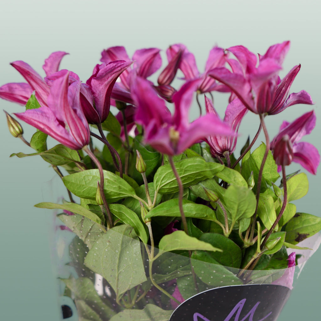 Pink Clematis ‘Amazing Kyiv’ Cut Flowers – 60cm Stems