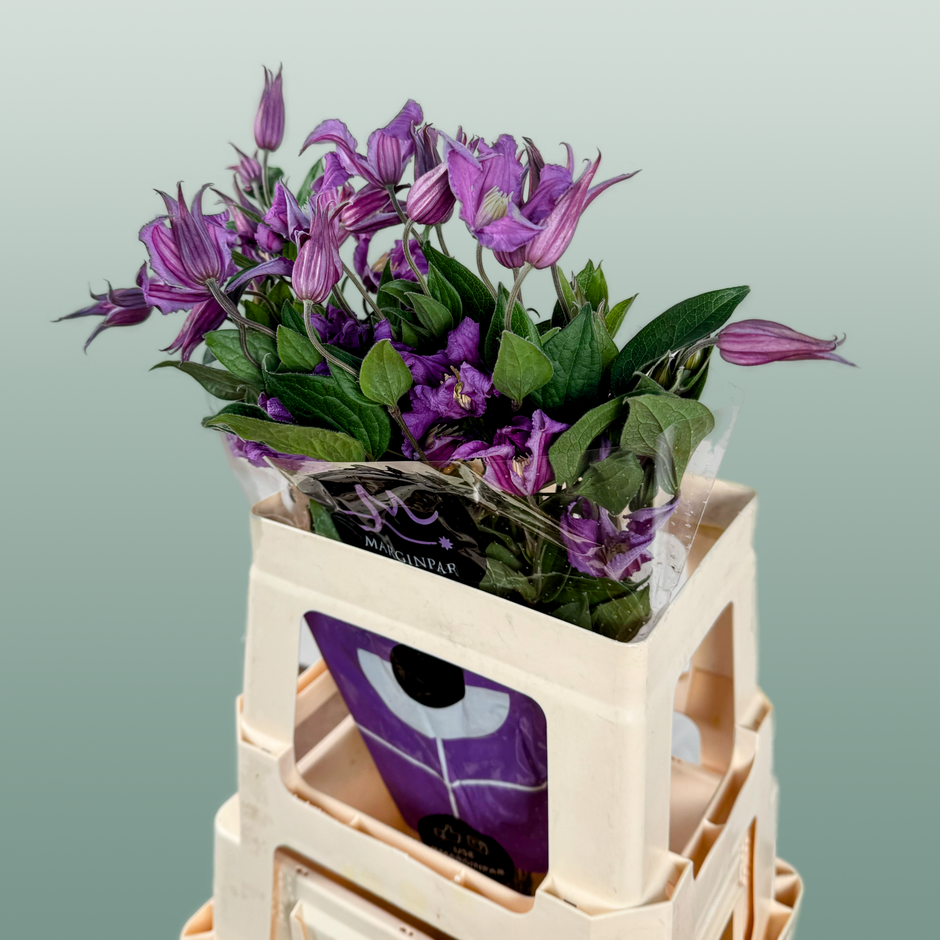Blue Clematis ‘Amazing Rome’ – 60cm Cut Stems