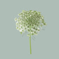 Dill Visnaga (50 Stems)