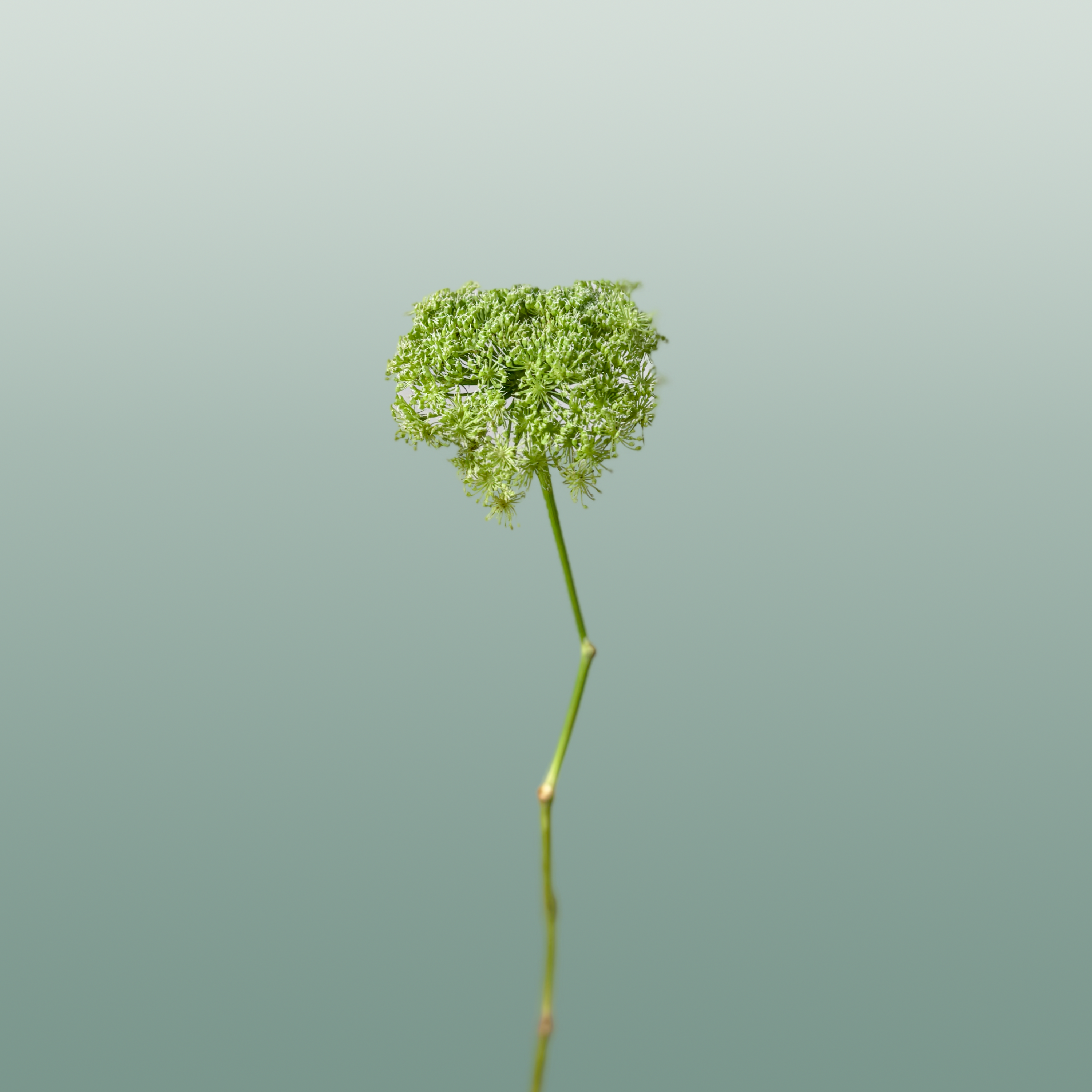 Ammi Green Mist White Cut Stems – 70cm