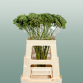Ammi Green Mist White Cut Stems – 70cm