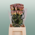 Rose Amnesia Ecuadorian (25 Stems)
