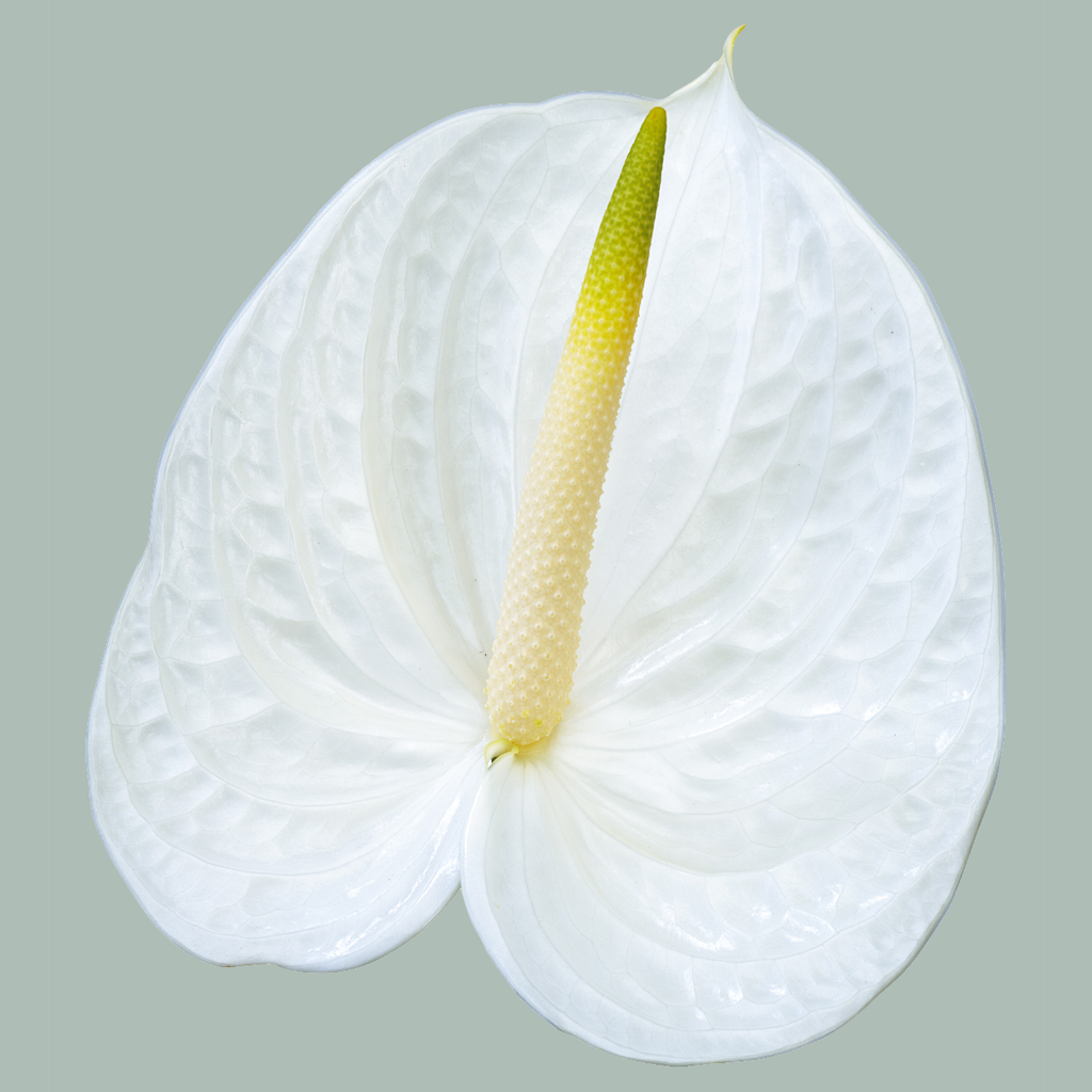 White Anthurium 'Acropolis' Cut Flowers – 55cm Stems