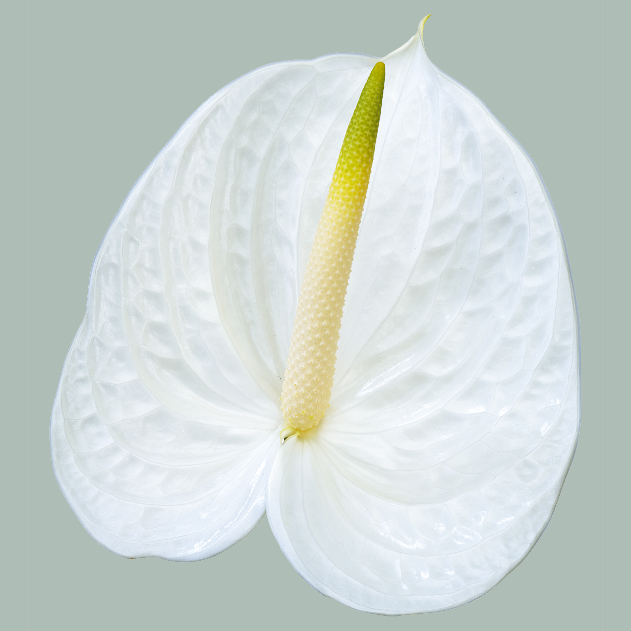 White Anthurium 'Acropolis' Cut Flowers – 55cm Stems