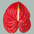 Anthurium Arena