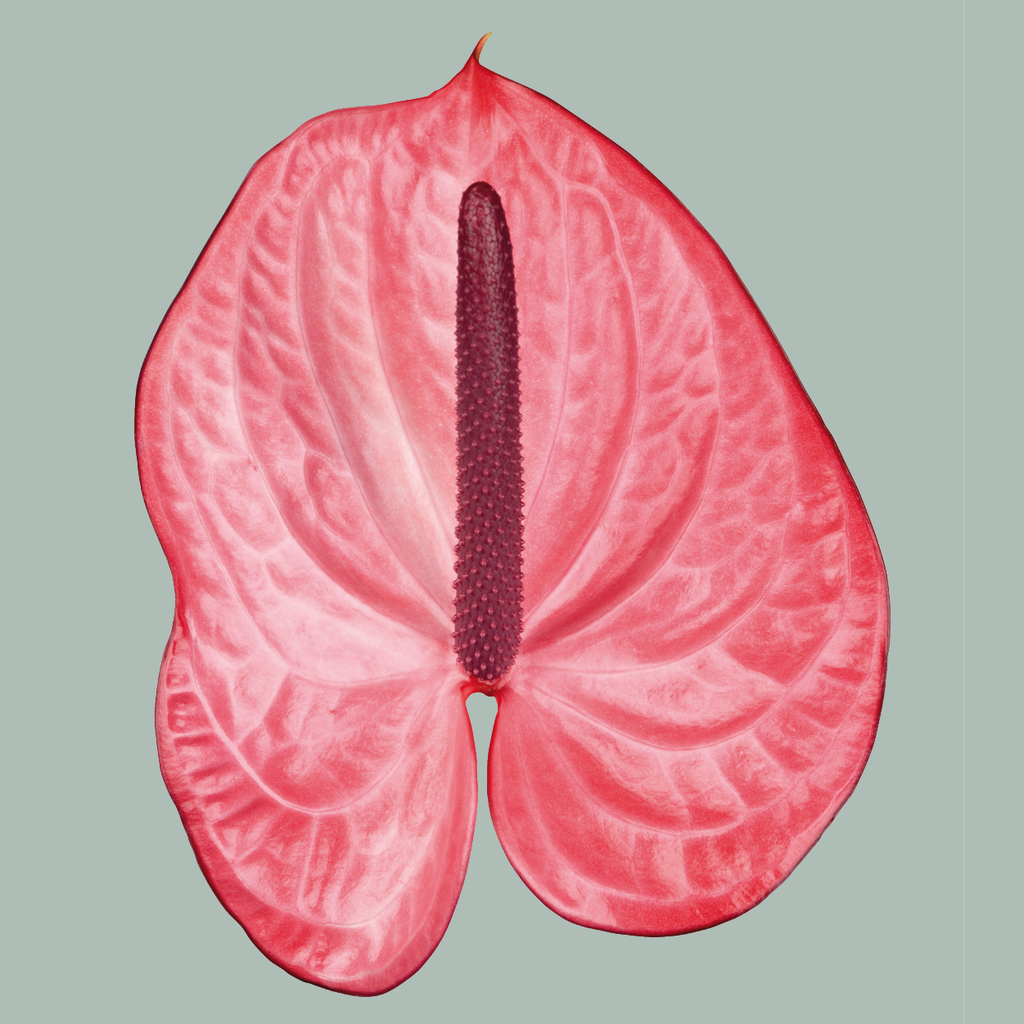 Pink Anthurium Cut Flowers – 35cm Stems
