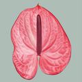 Pink Anthurium Cut Flowers – 35cm Stems
