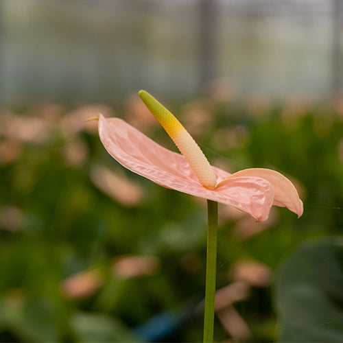 Pink Anthurium Antandra Cut Flowers – 55cm Stems