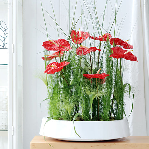 Anthurium Eterno