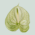 Green Anthurium Extase Cut Flowers – 40cm Stems