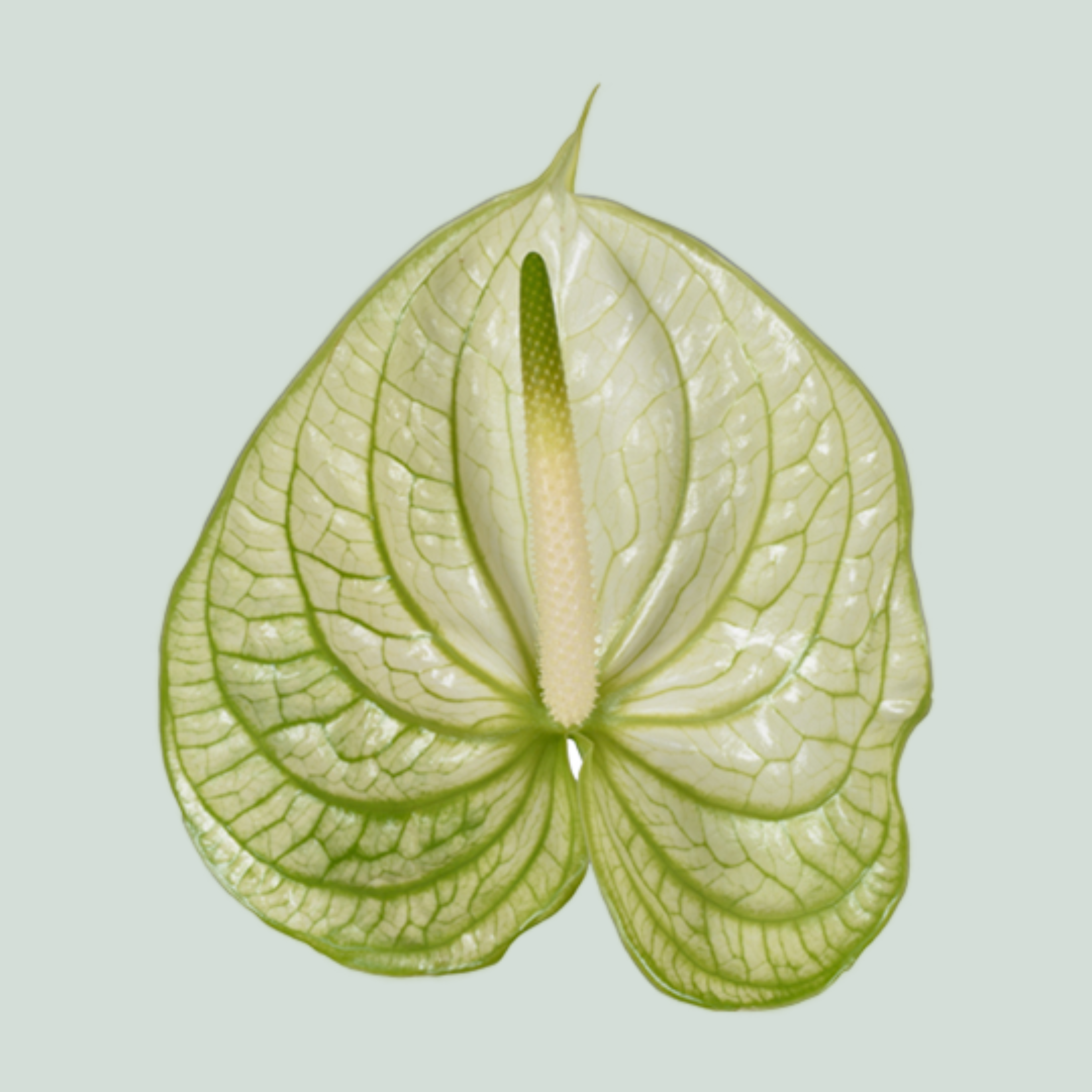 Green Anthurium Extase Cut Flowers – 40cm Stems