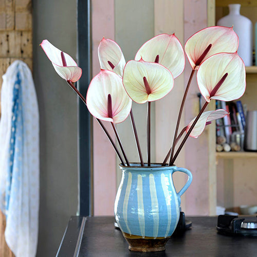White Anthurium Cut Flowers – 45cm Stems