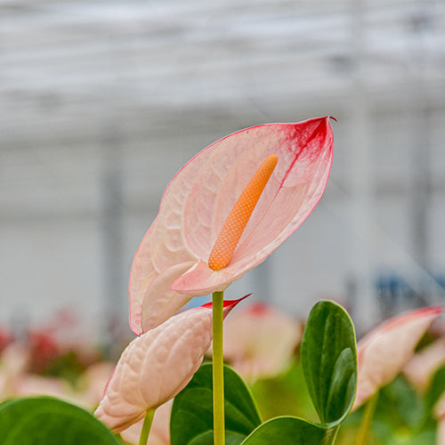 Anthurium Lybra