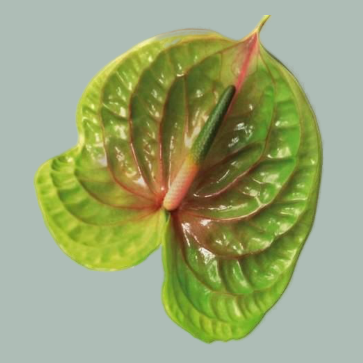 Green Anthurium ‘Pistache’ Cut Flowers – 45cm Stems