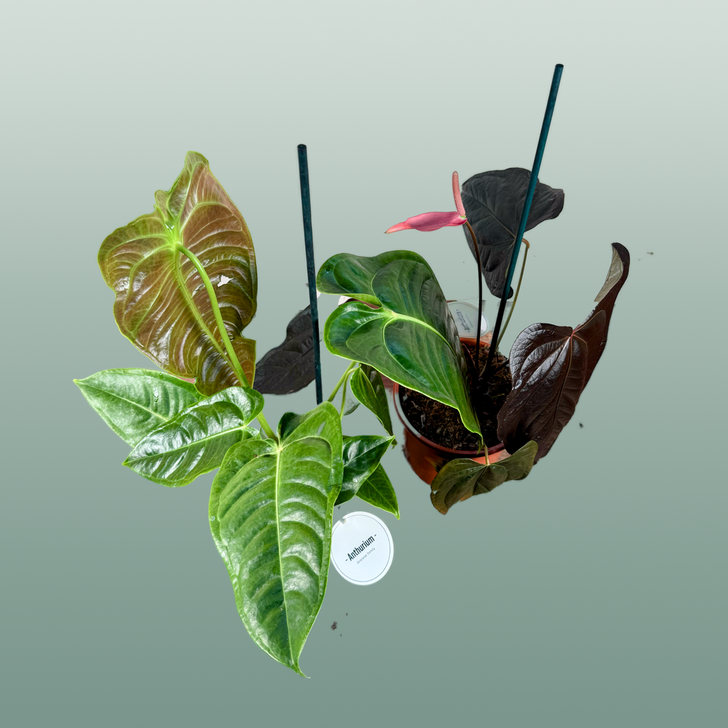 Anthurium Gemengd Special