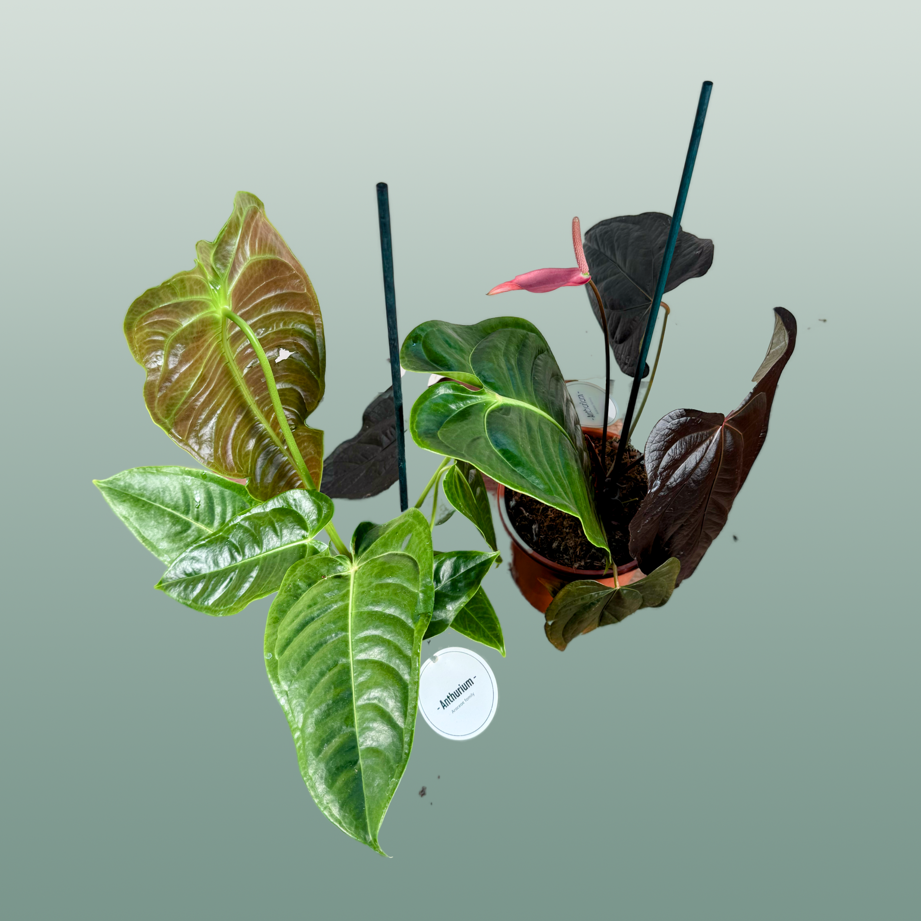Anthurium Gemengd Special