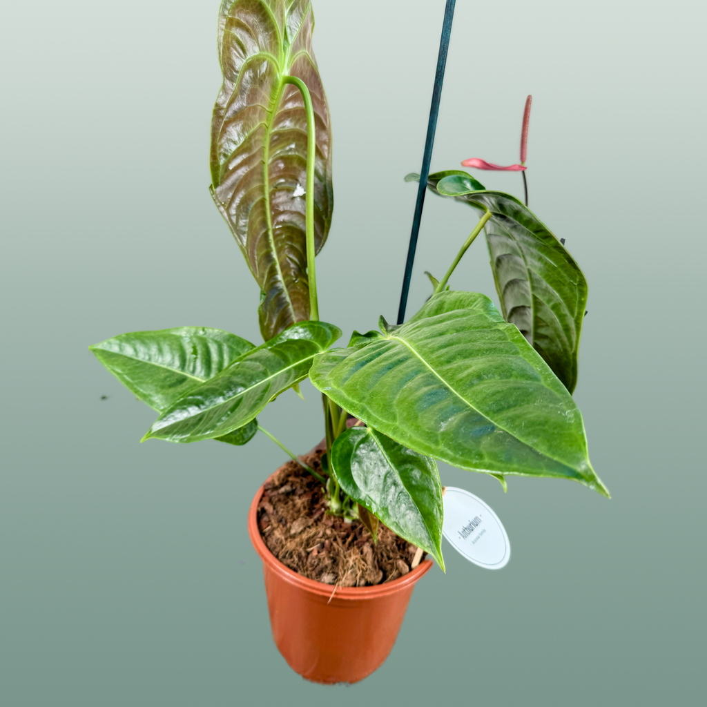 Anthurium Gemengd Special