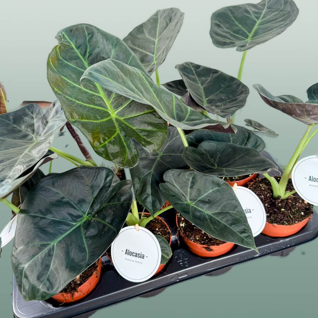 Anthurium Regale