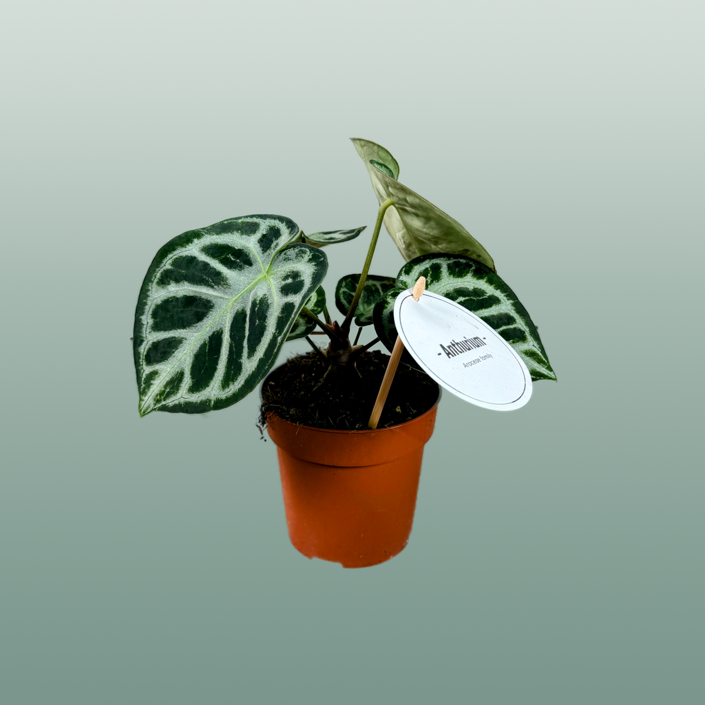Anthurium Silver Blush