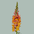 Snapdragon Avignon Deep Orange (10 Stems)