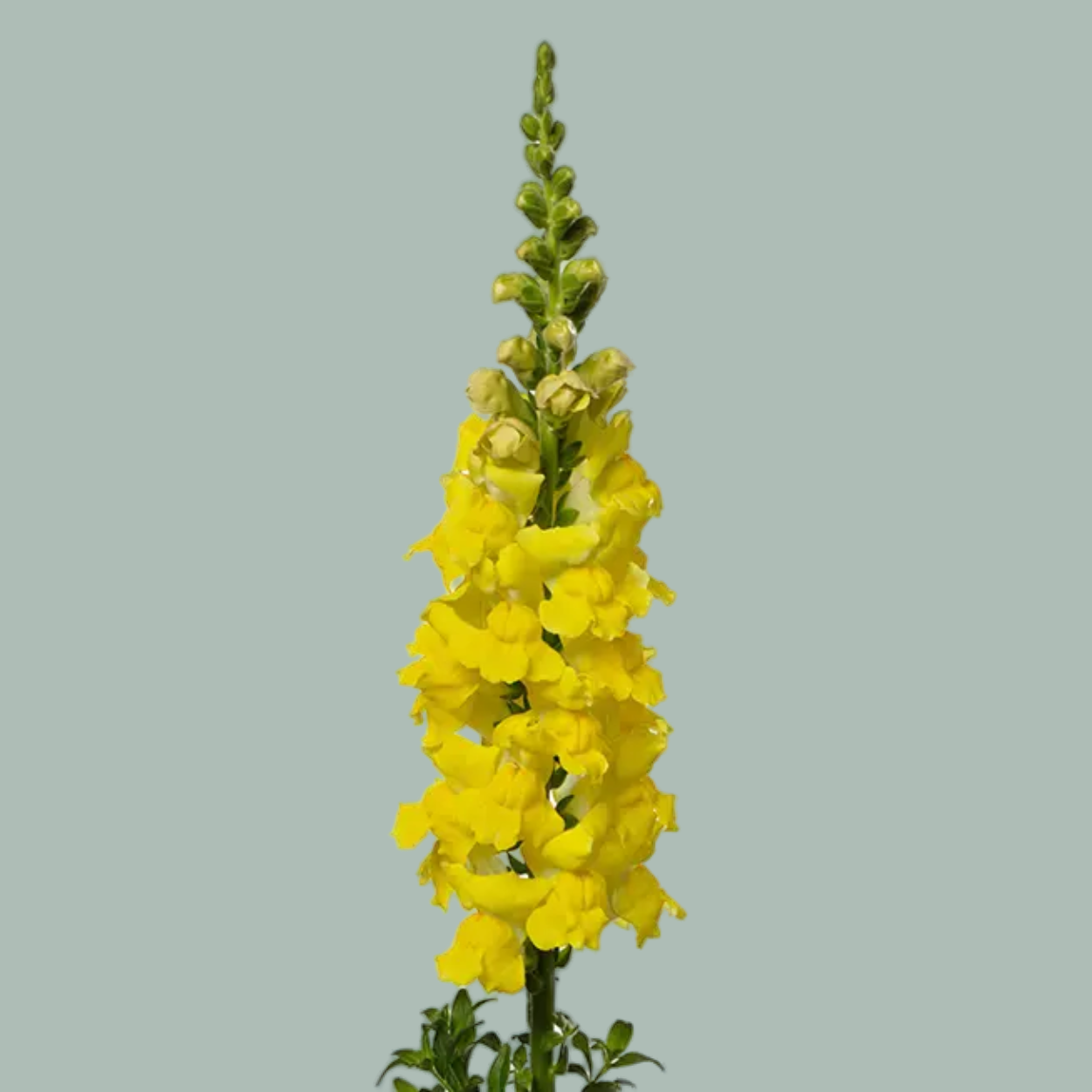 Snapdragon Animation Yellow (10 Stems)