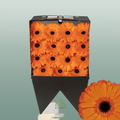 Gerbera - Gerbera - Applause